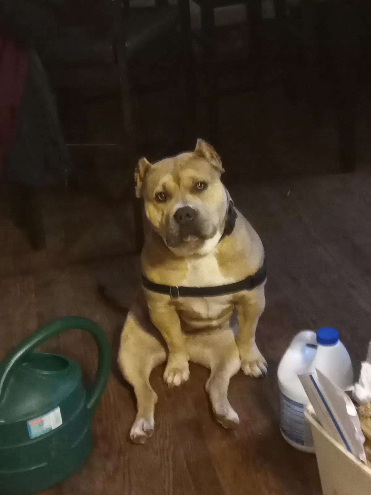 Lost dog in Grand Rapids, MI, 49506