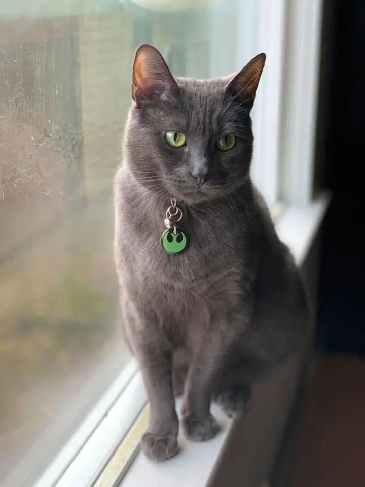 Lost cat in Salem, OR, 97304