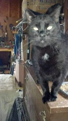 Lost cat in Spring Grove, PA, 17362