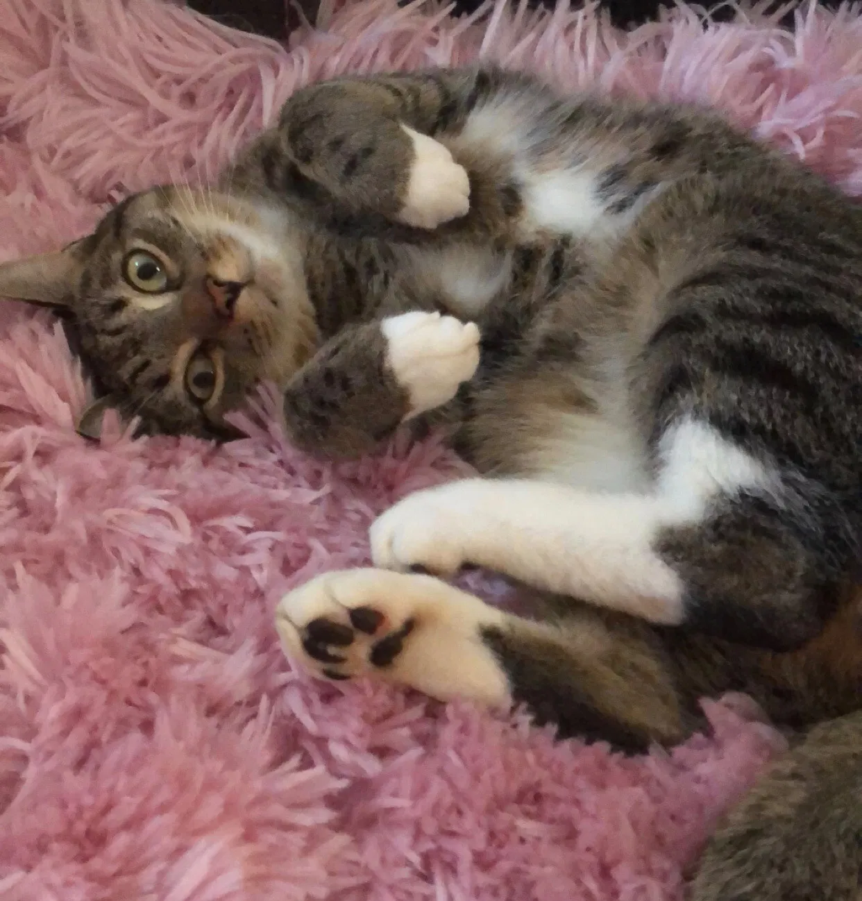 Lost cat in Knoxville, TN, 37922
