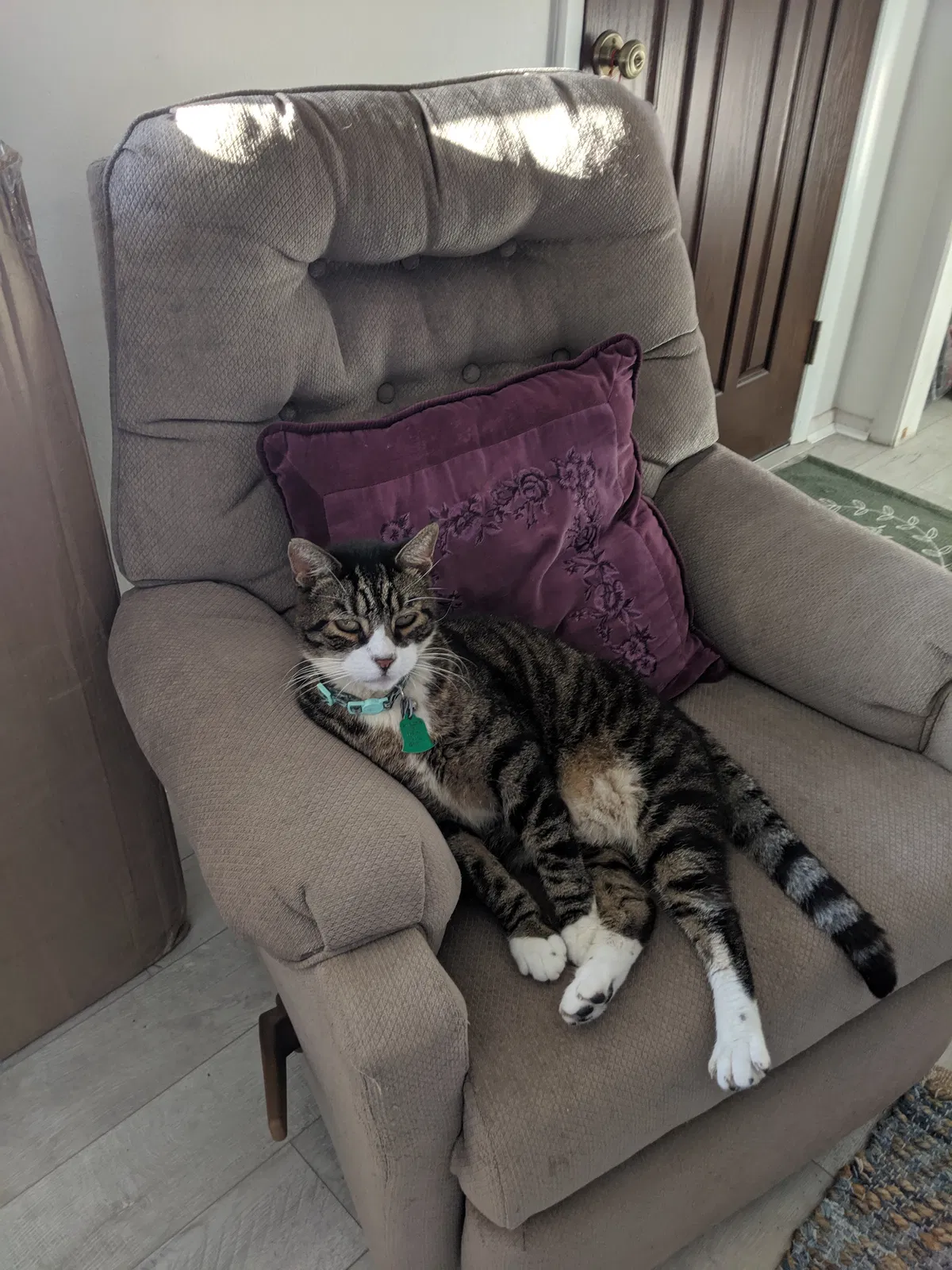 Lost cat in Port Charlotte, FL, 33952