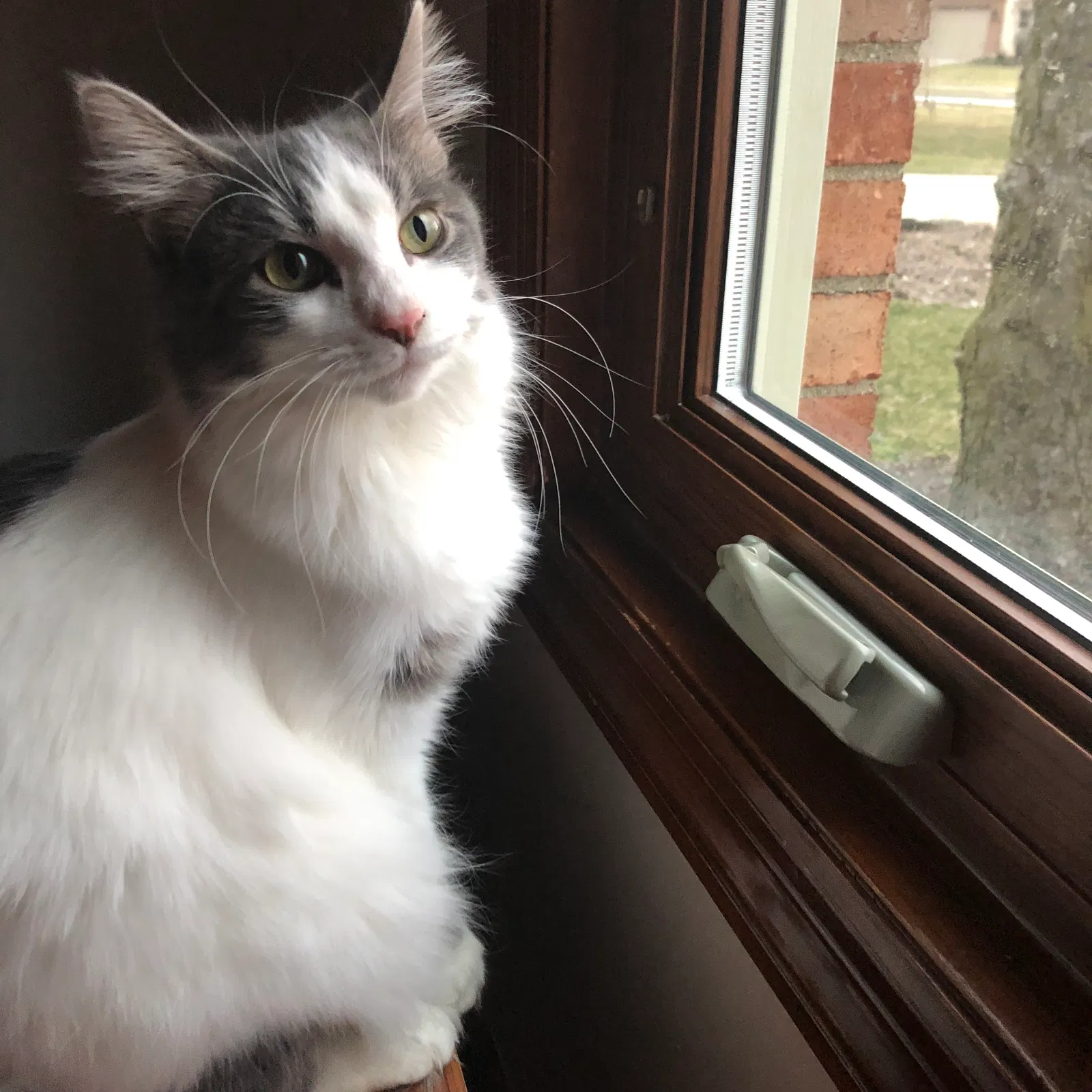Lost cat in Westerville, OH, 43082