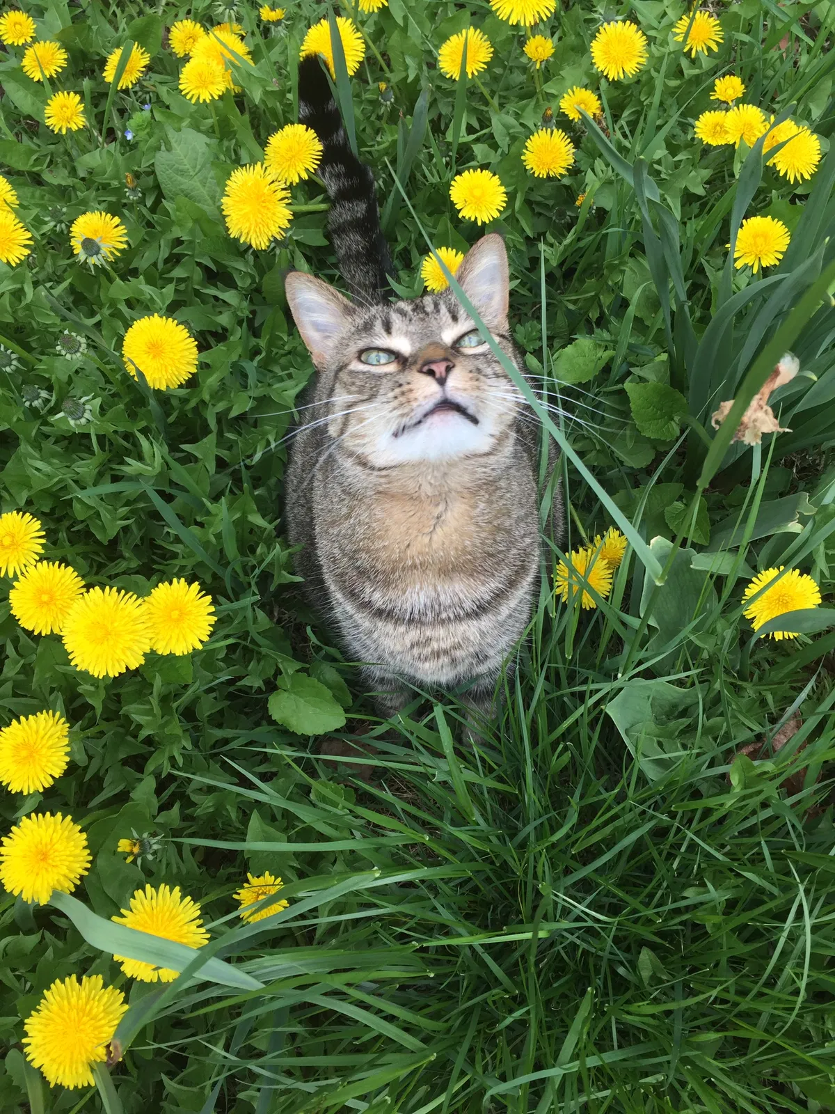 Lost cat in State College, PA, 16803