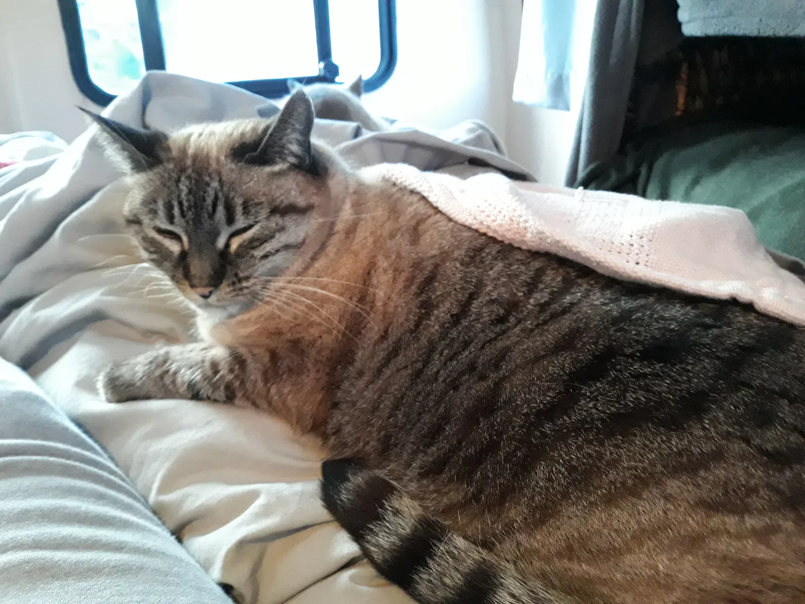 Lost cat in Lakeside, CA, 92040