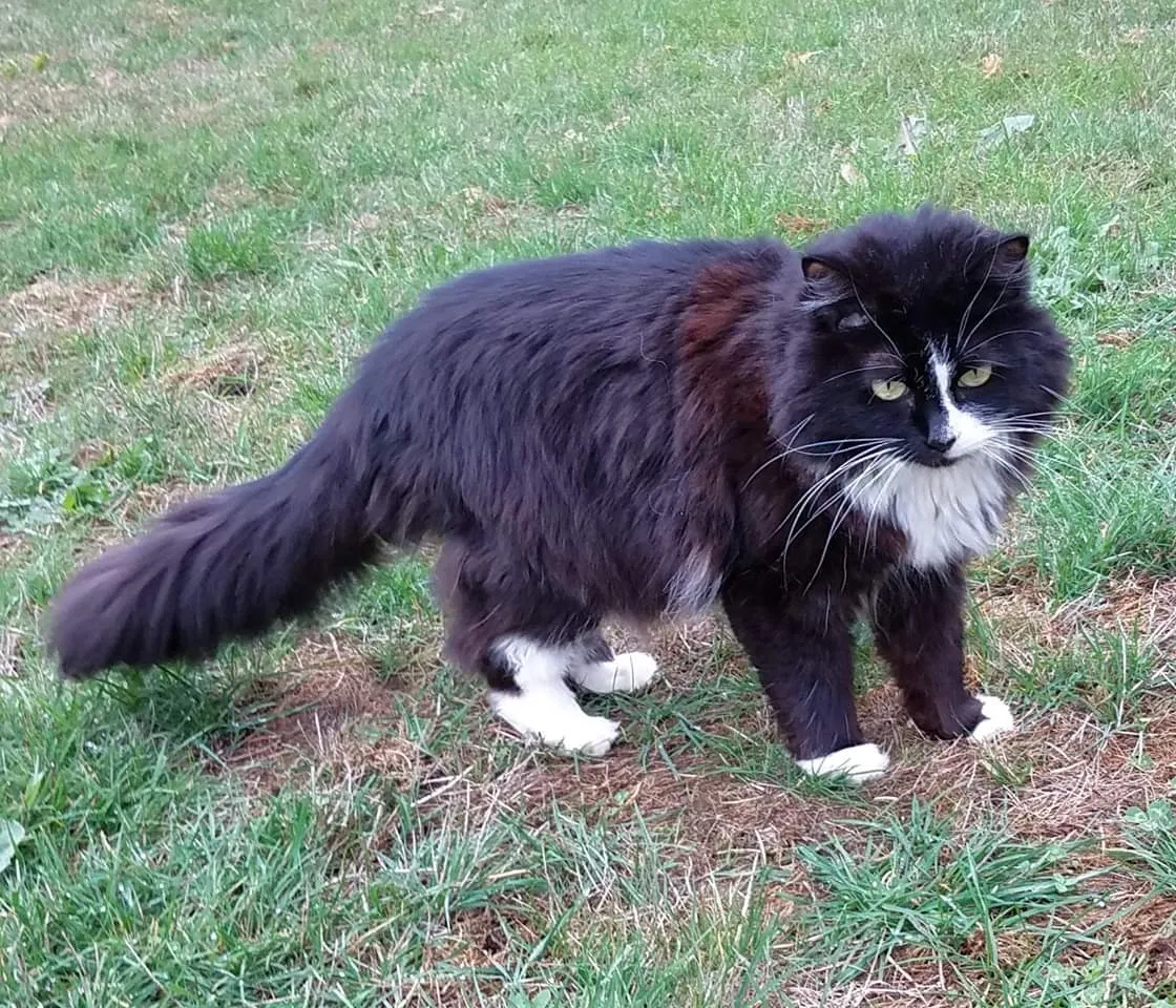Lost cat in Seattle, WA, 98133
