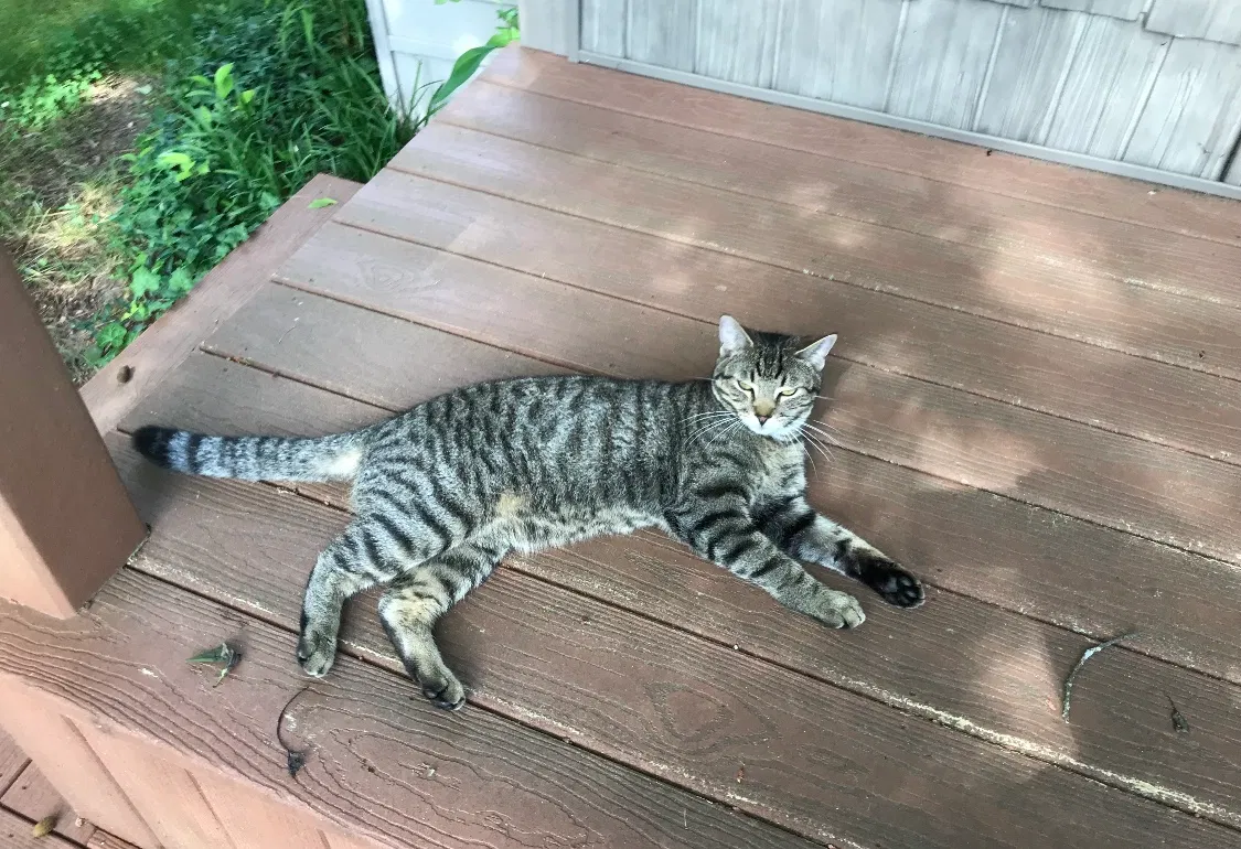 Lost cat in Rehoboth, MA, 2769