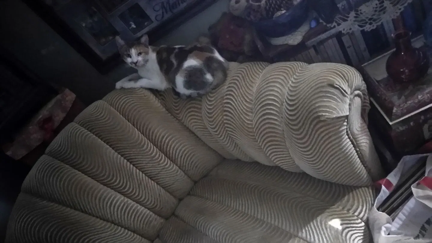 Lost cat in Killeen, TX, 76541