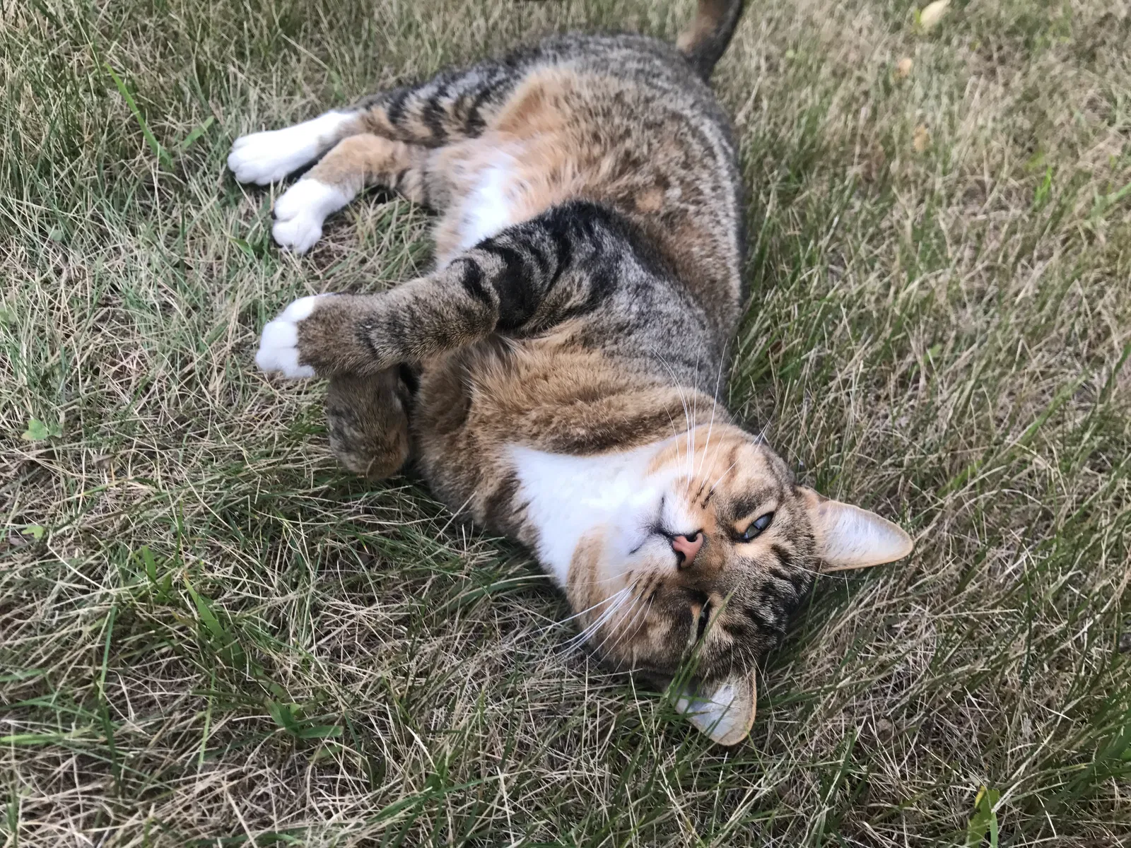 Lost cat in Addison, MI, 49220