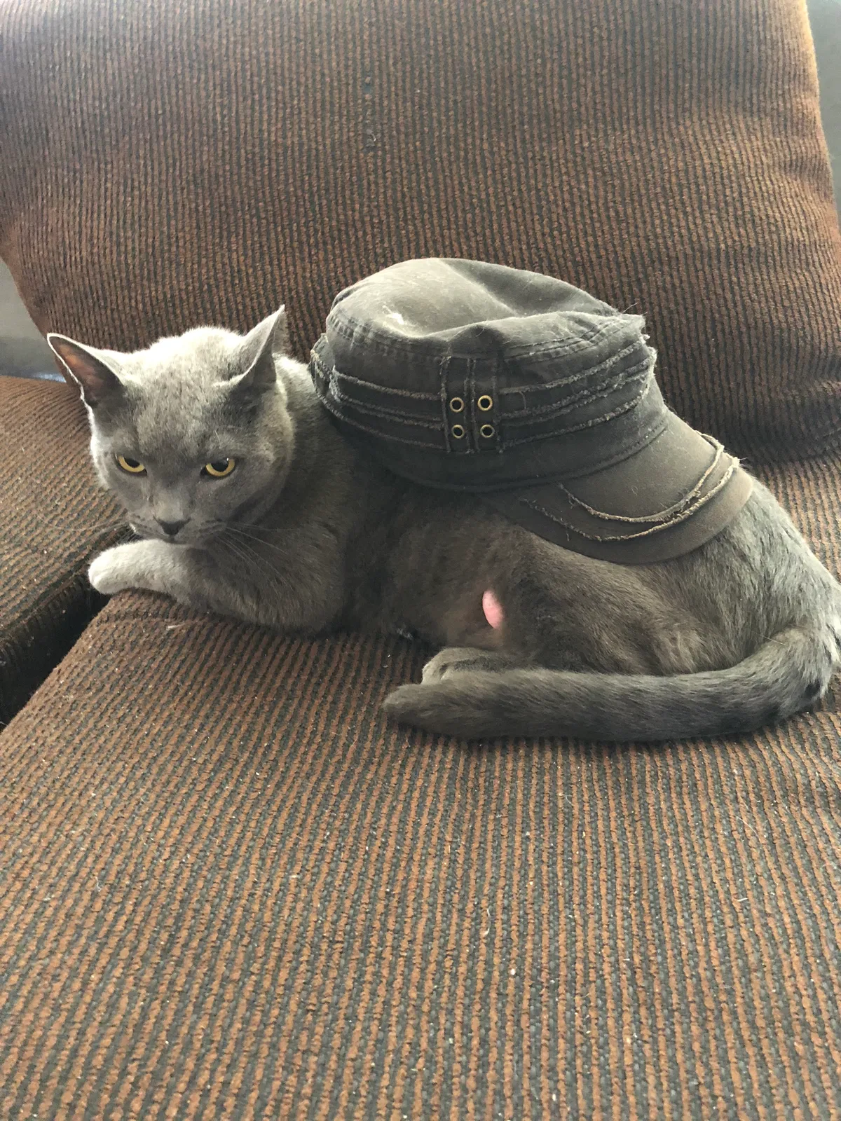 Lost cat in San Diego, CA, 92126