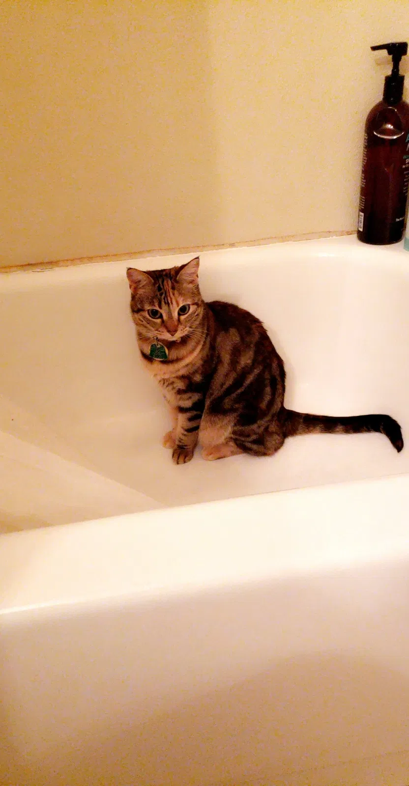 Lost cat in Prairieville, LA, 70769