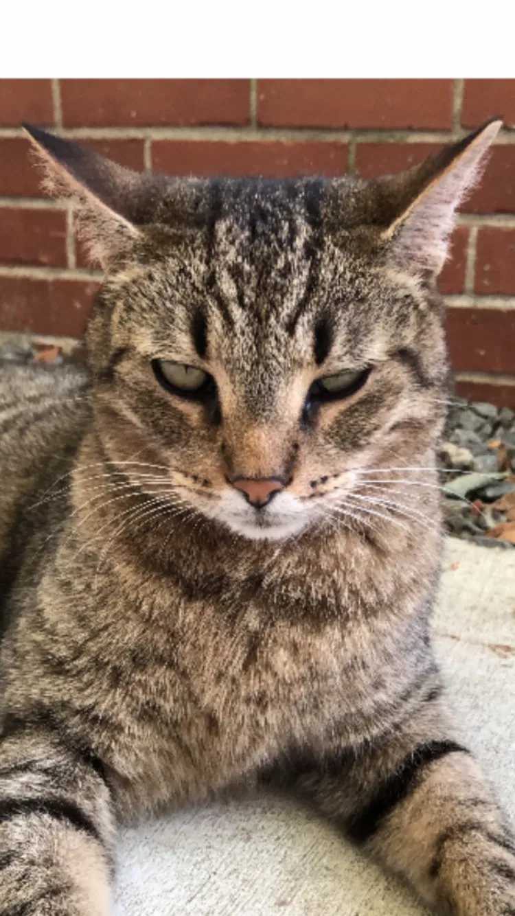 Lost cat in Wilmington, NC, 28405