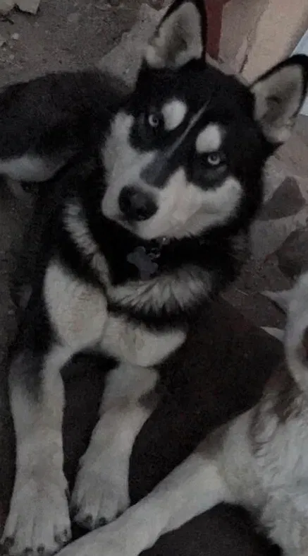Lost dog in Cochiti Pueblo, NM, 87072