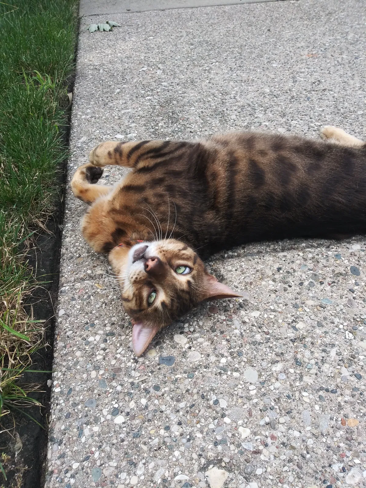 Lost cat in Highland, IN, 46322