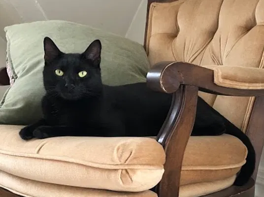 Lost cat in Lewisburg, WV, 24901