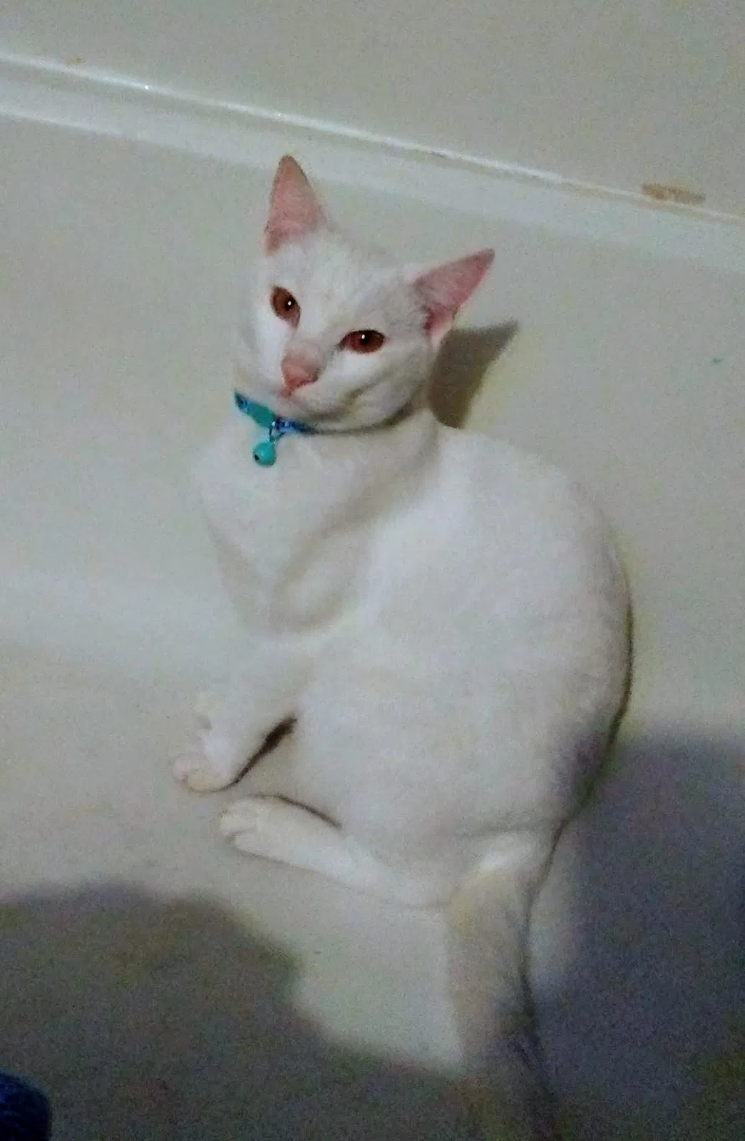 Lost cat in West Sacramento, CA, 95691