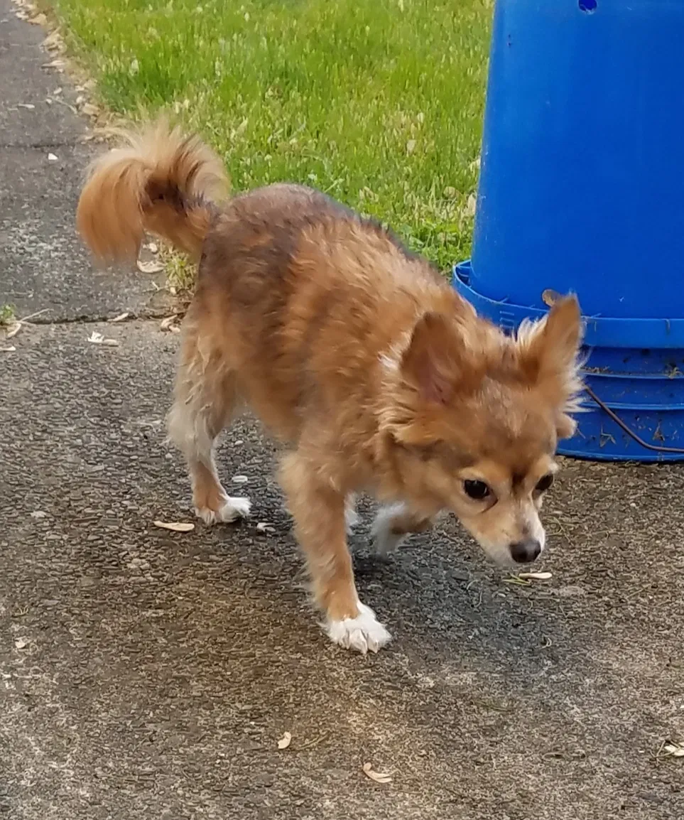Lost dog in Unknown, NJ, 0