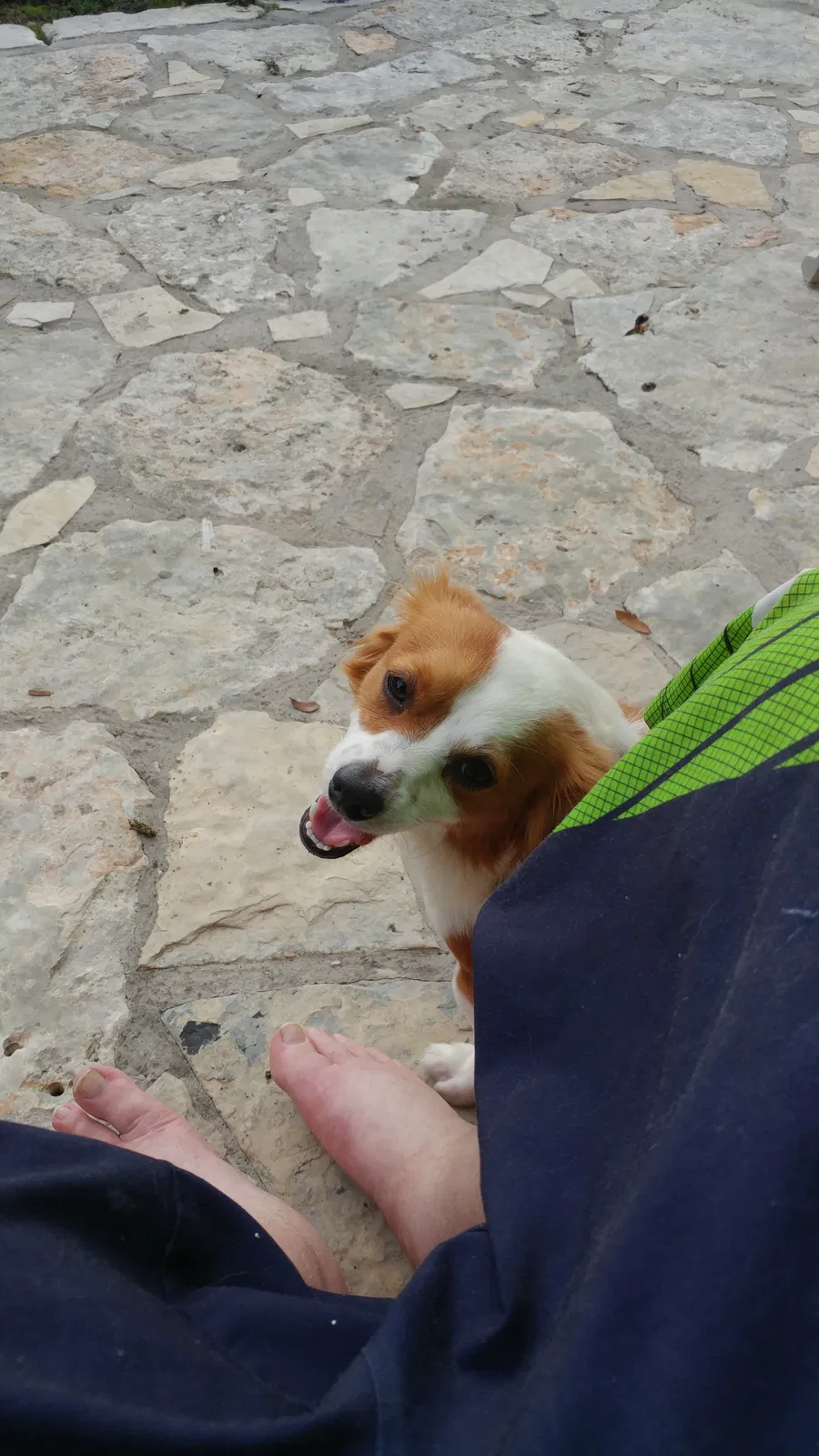 Lost dog in Canyon Lake, TX, 78133