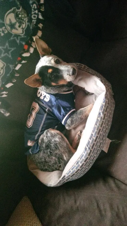 Lost dog in Cochiti Pueblo, NM, 87072