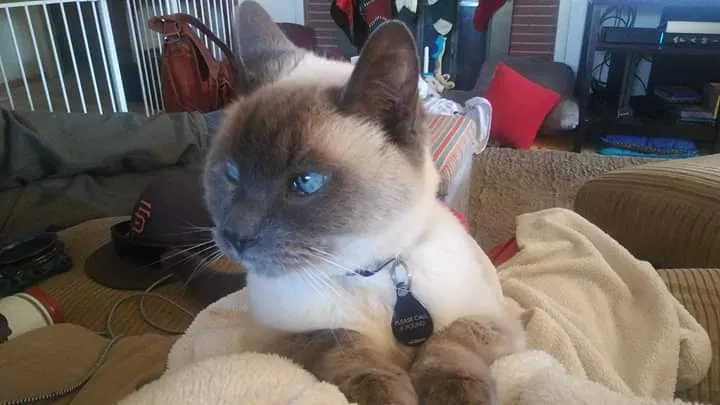 Lost cat in Elk Grove, CA, 95624