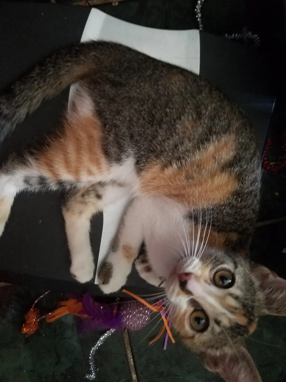 Lost cat in Pharr, TX, 78577
