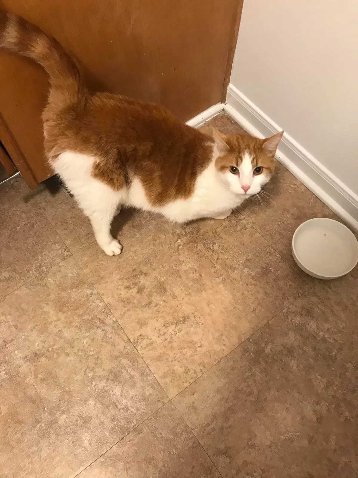 Lost cat in Colorado Springs, CO, 80906