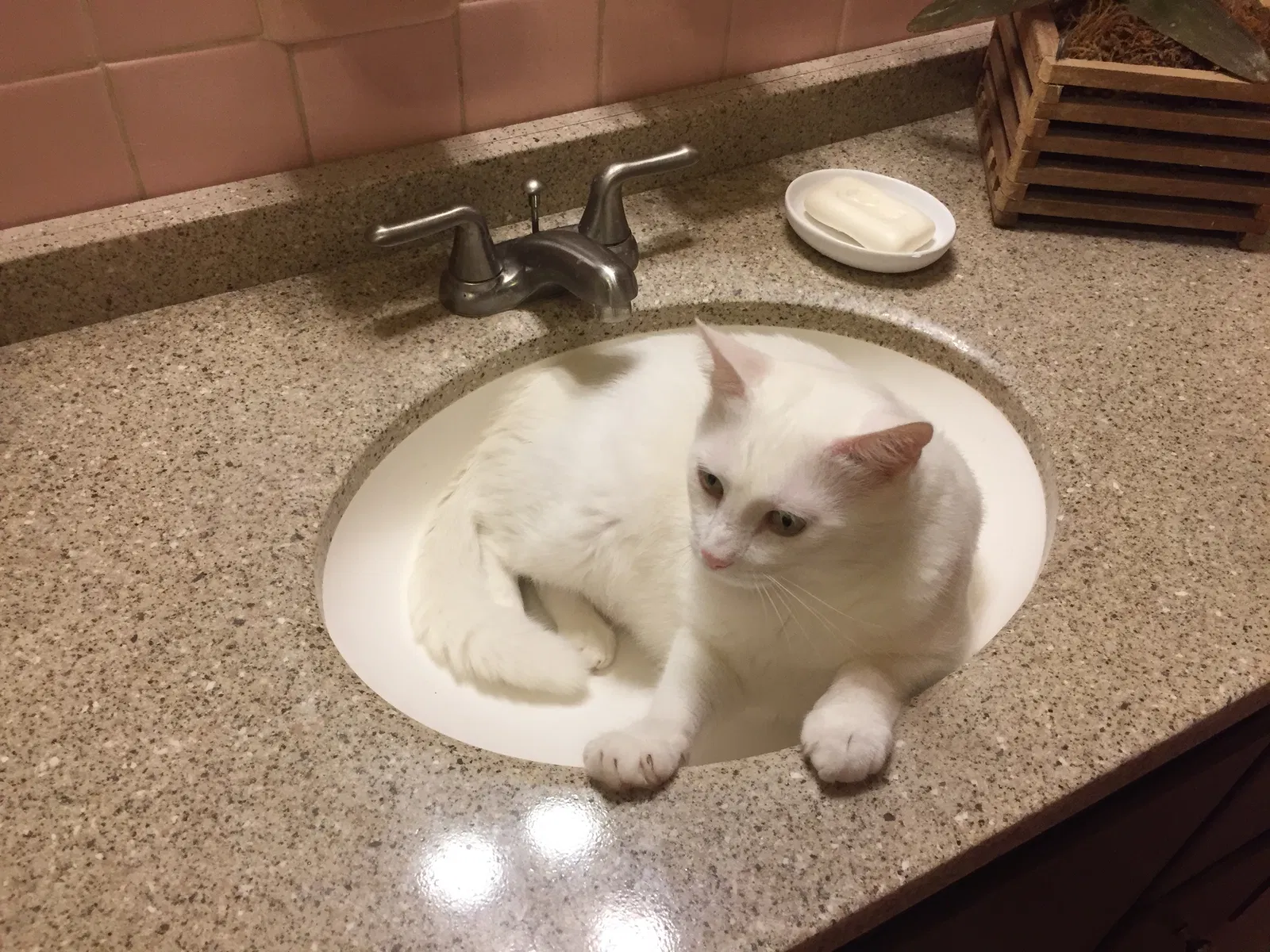 Lost cat in Rome, GA, 30161