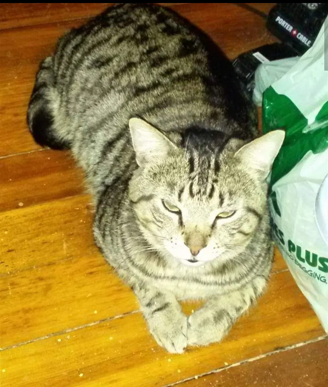 Lost cat in Struthers, OH, 44471