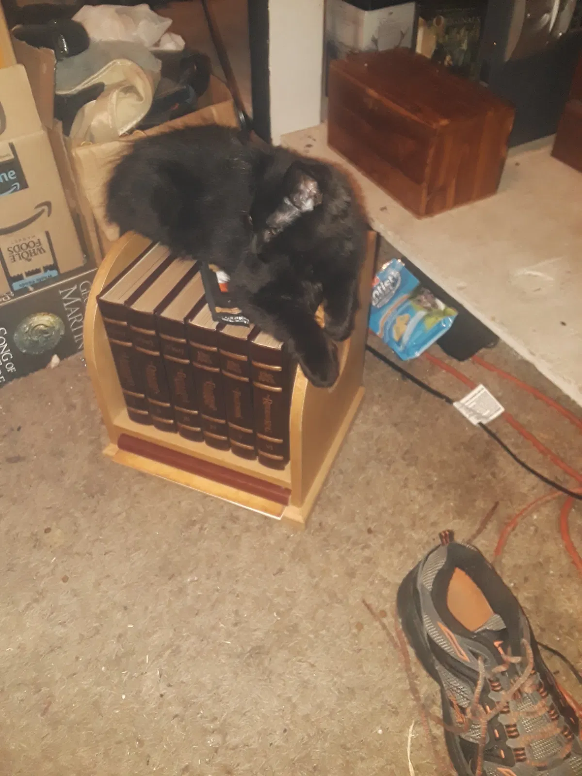 Lost cat in Spokane, WA, 99205