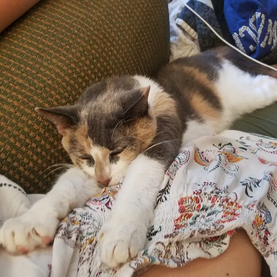 Lost cat in Lexington, KY, 40509