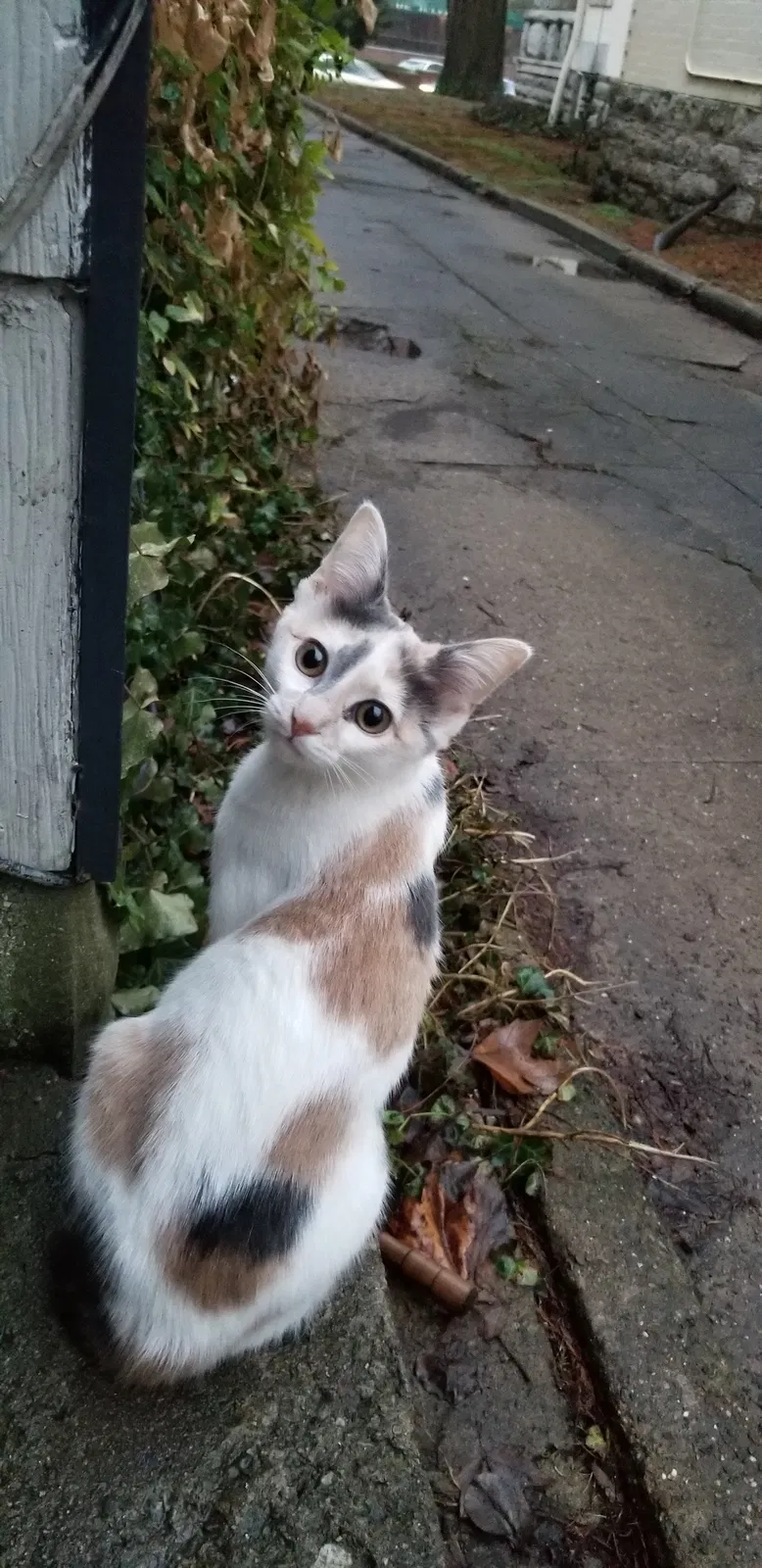 Lost cat in Lexington, KY, 40507