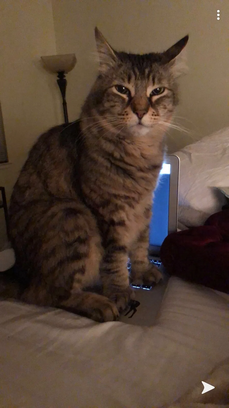 Lost cat in Soquel, CA, 95073