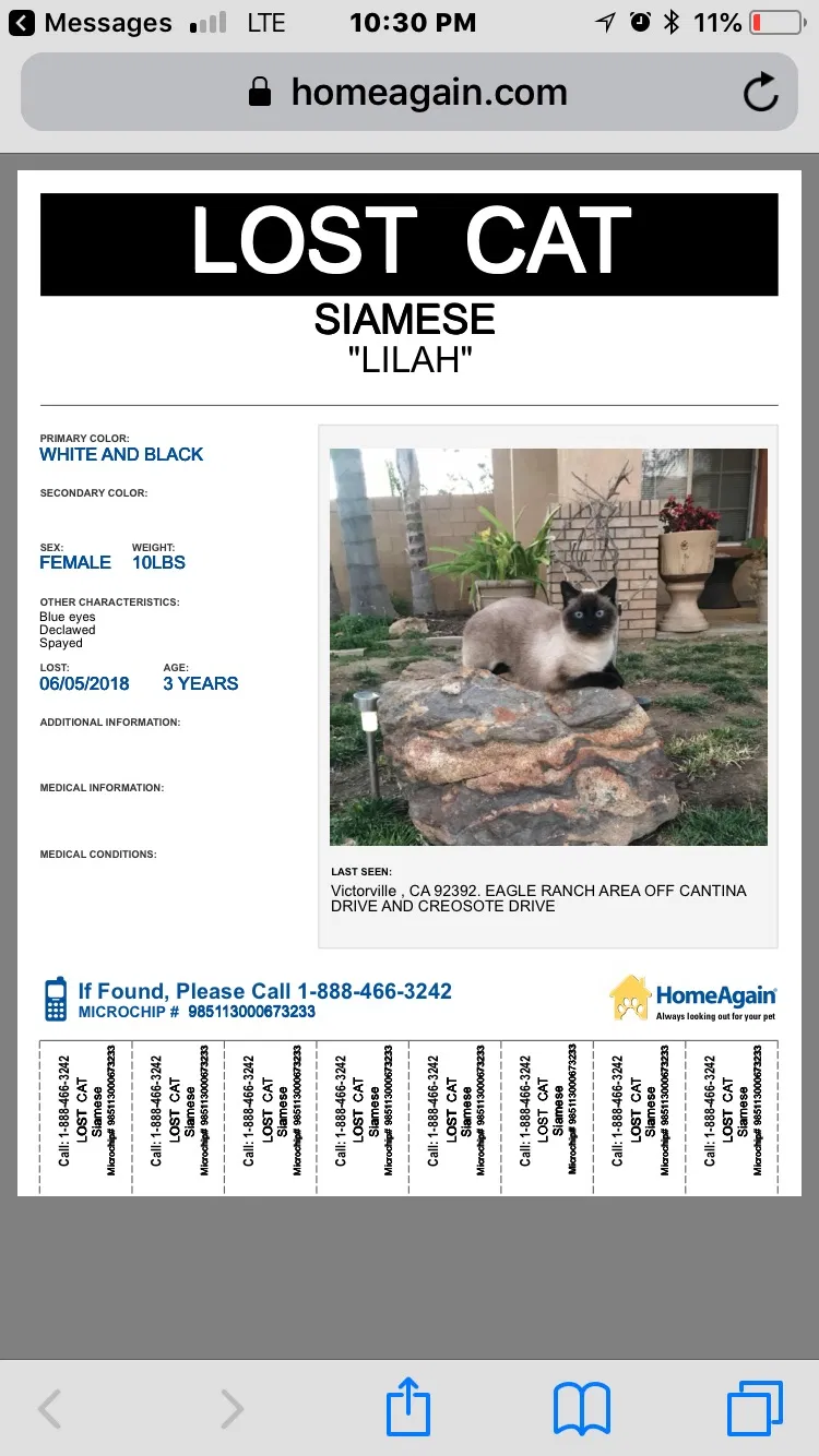 Lost cat in Victorville, CA, 92392
