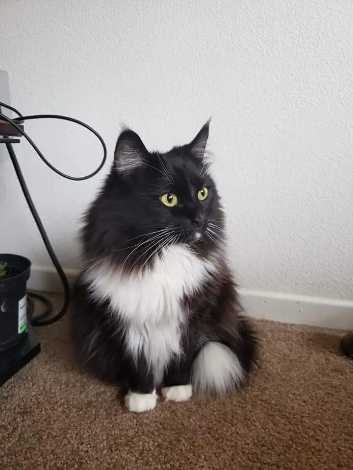 Lost cat in El Paso, TX, 79925