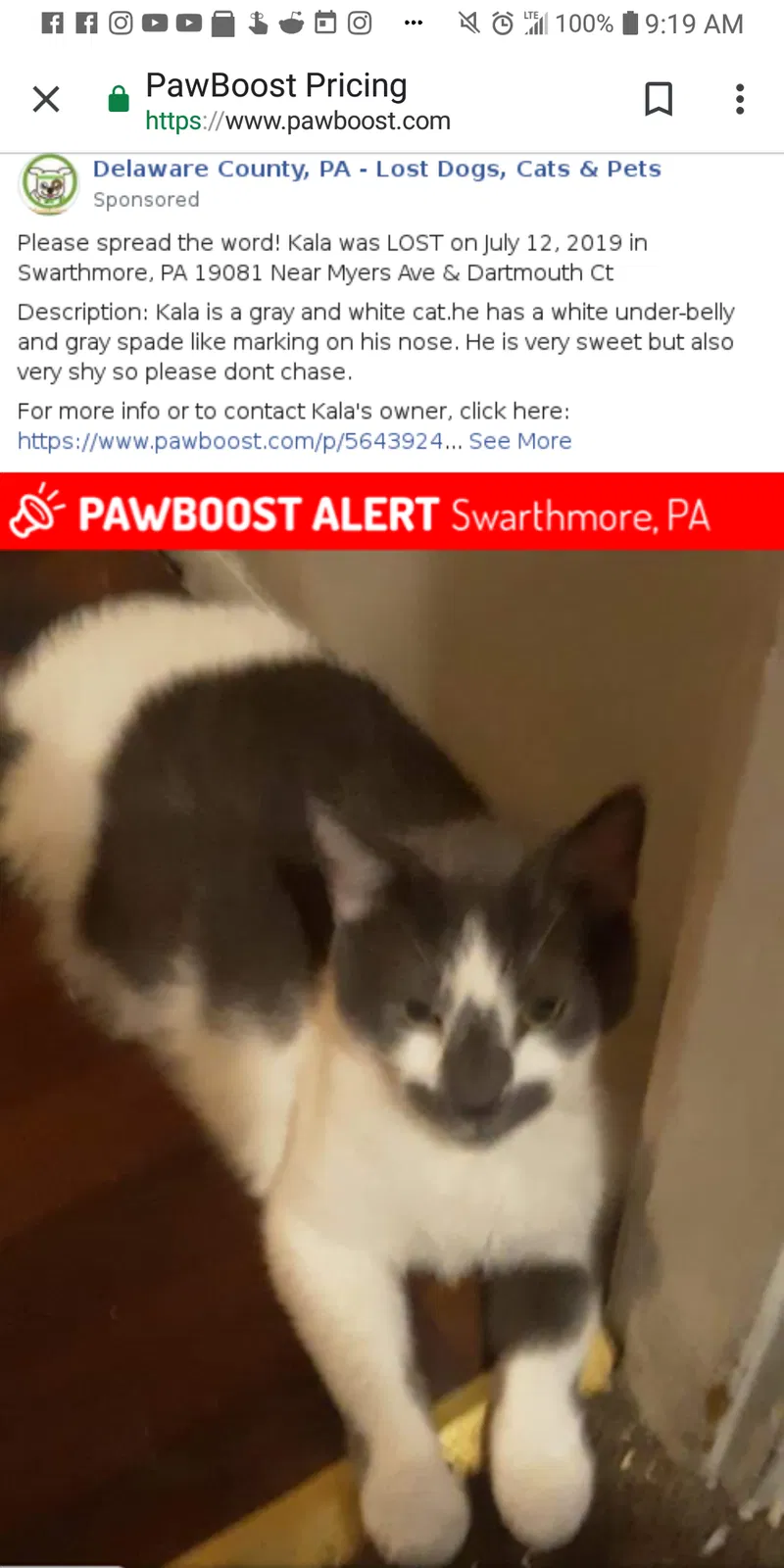 Lost cat in Swarthmore, PA, 19081