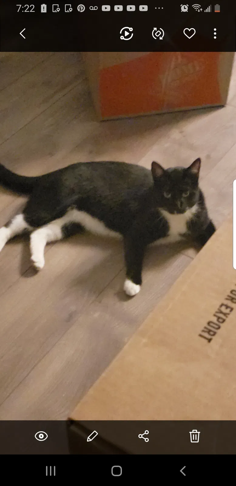Lost cat in Sacramento, CA, 95823