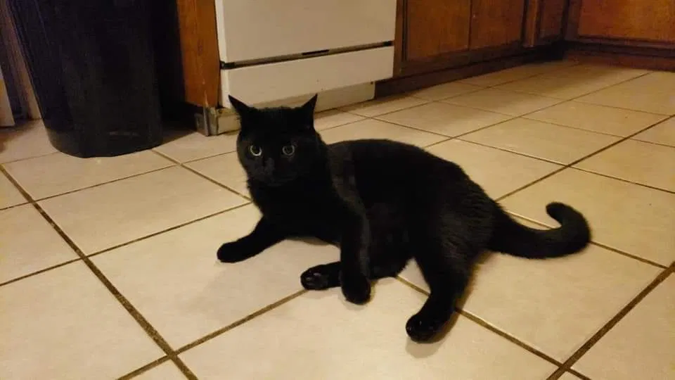 Lost cat in El Paso, TX, 79925