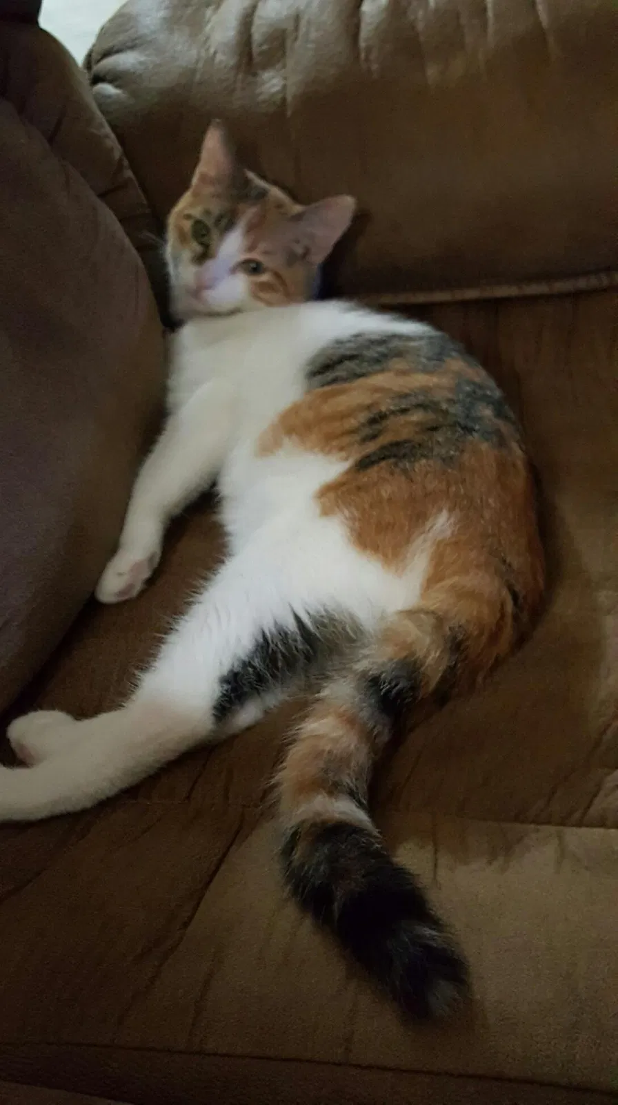 Lost cat in Port Neches, TX, 77651