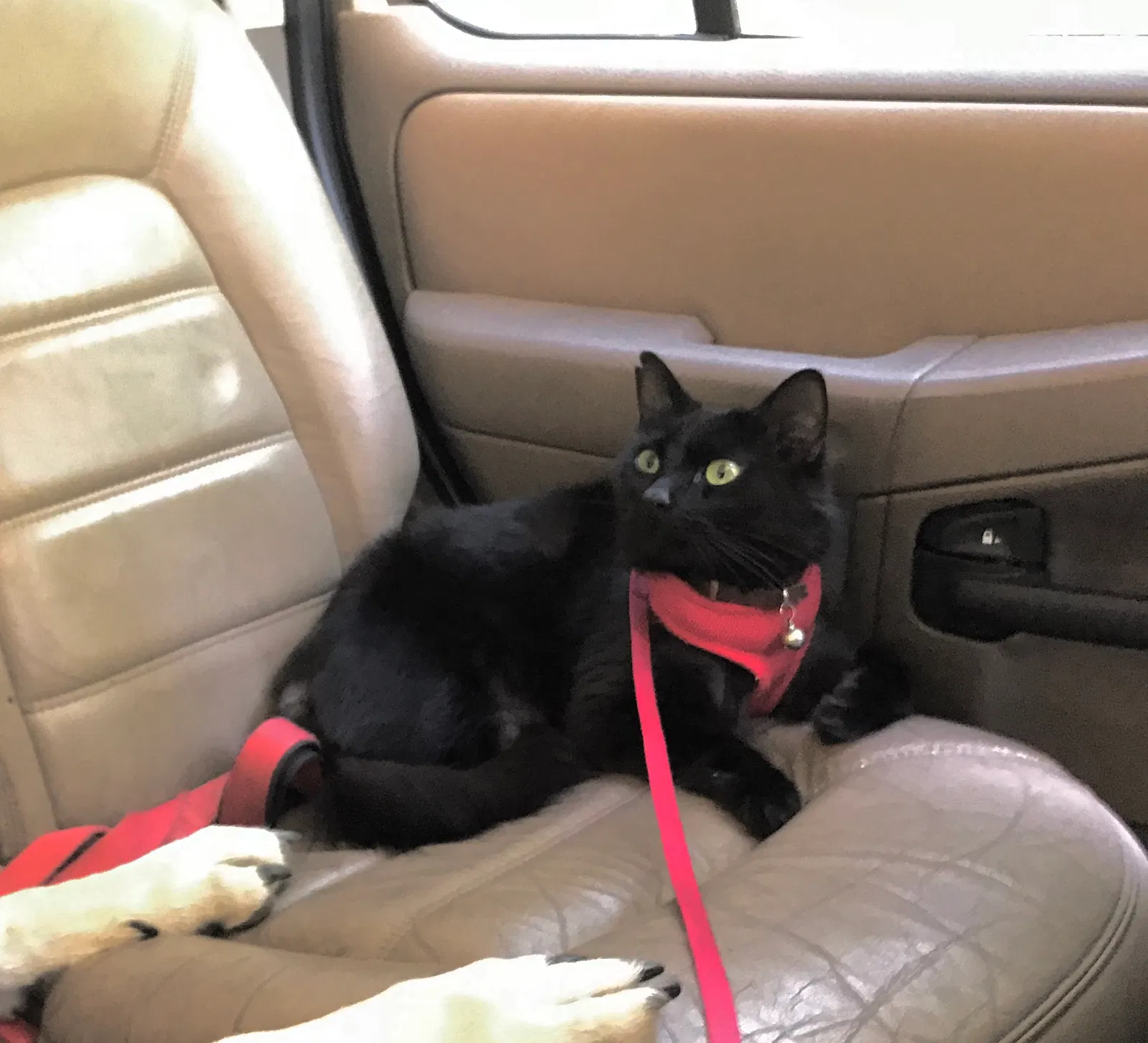 Lost cat in Springfield, OR, 97478