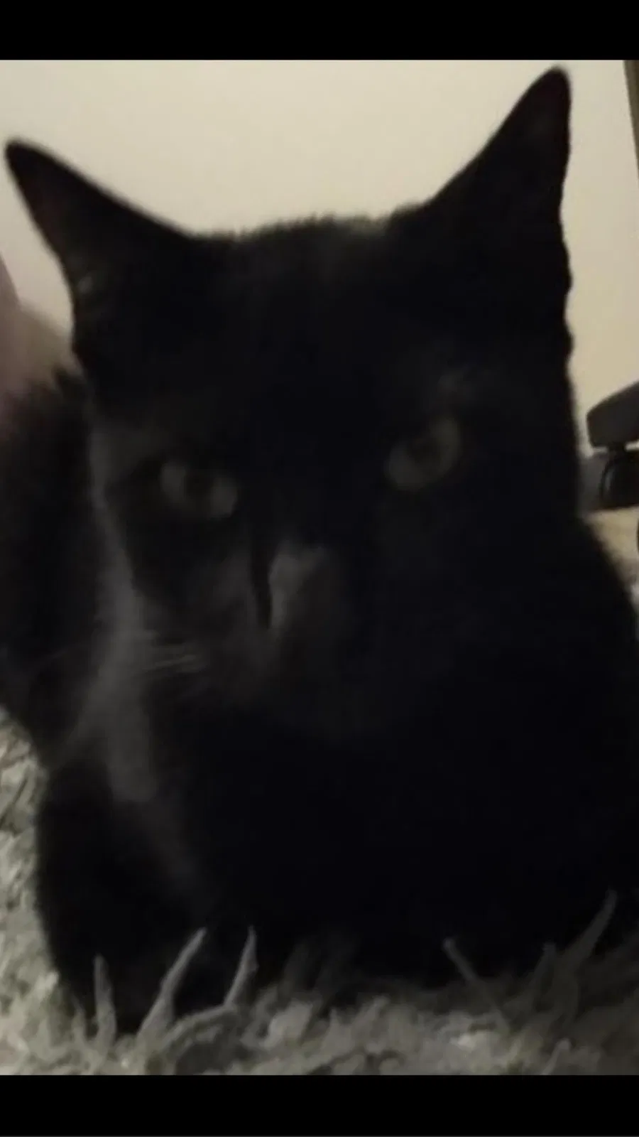Lost cat in San Marcos, CA, 92078