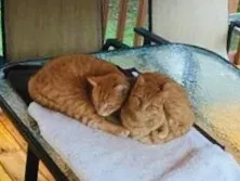 Lost cat in Chattanooga, TN, 37421