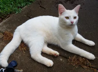 Lost cat in Lawrenceville, GA, 30046