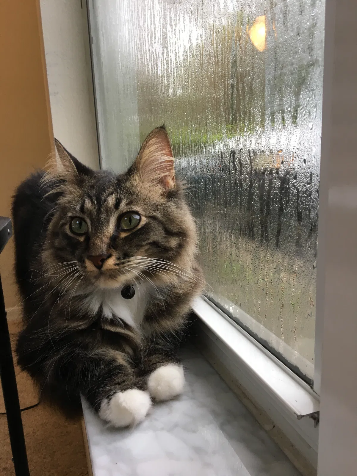 Lost cat in Lutz, FL, 33559