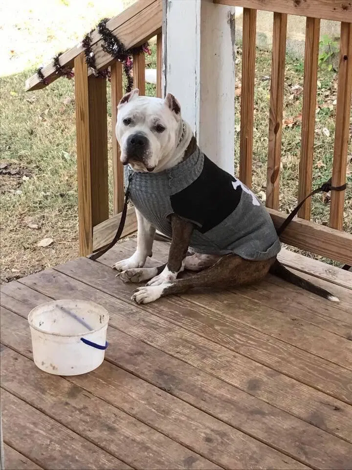 Lost dog in Martinsville, VA, 24112