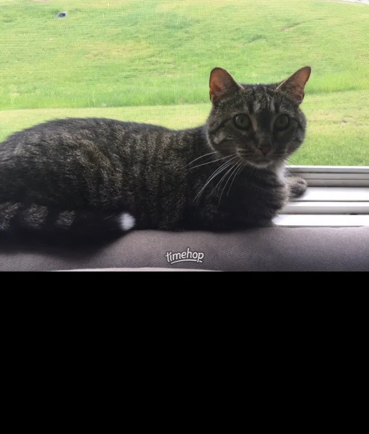 Lost cat in Byron Center, MI, 49315