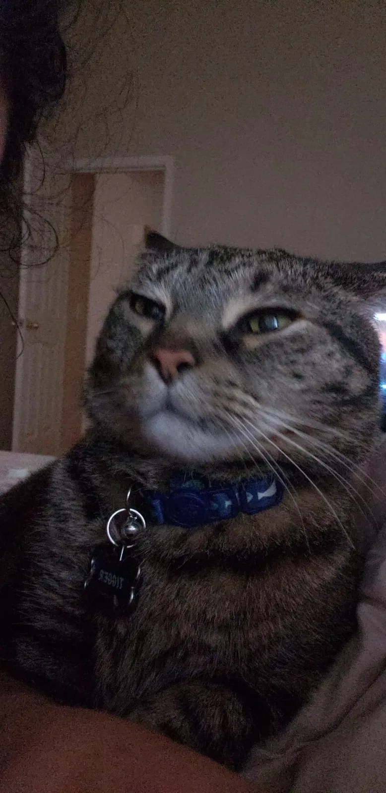 Lost cat in Avondale, AZ, 85392