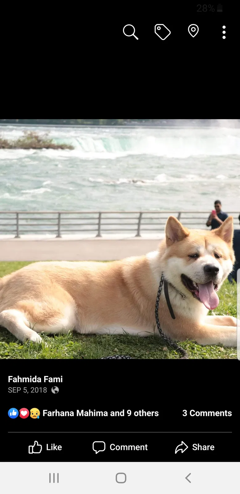 Lost dog in La Crosse, WI, 54601
