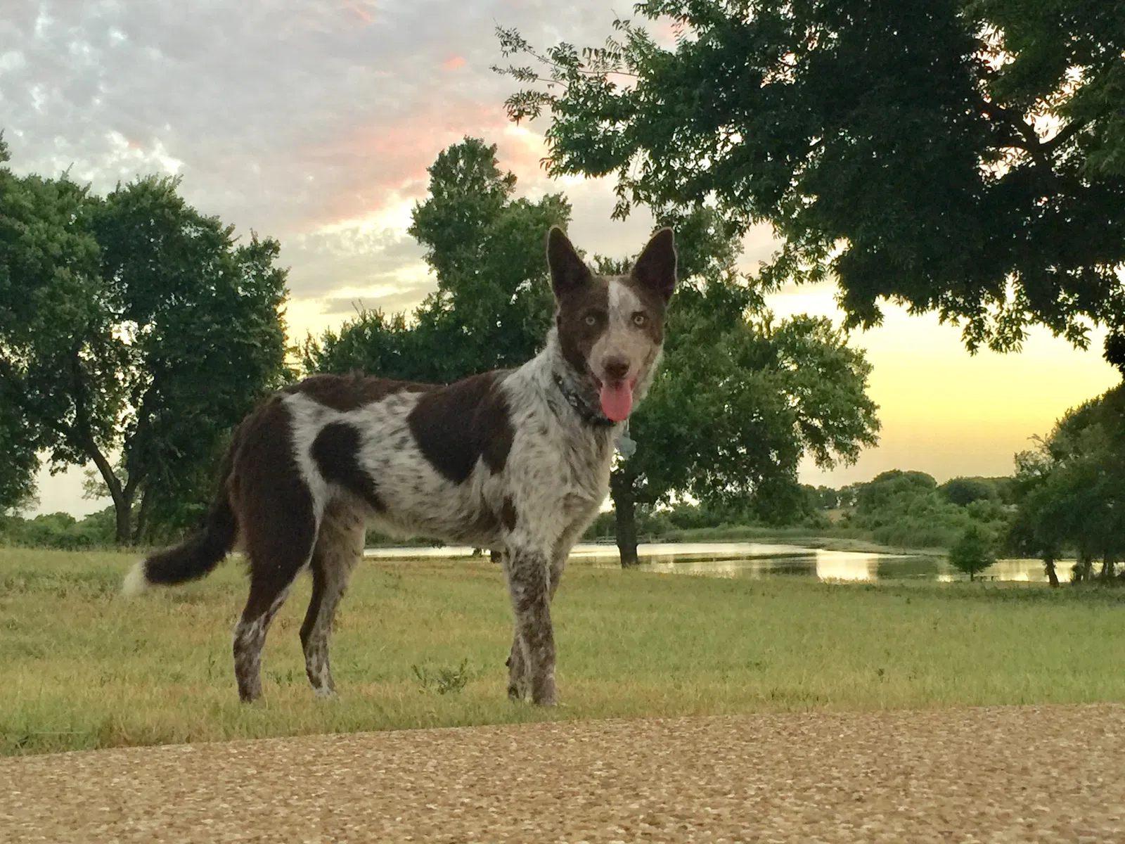 Lost dog in Hillsboro, TX, 76645