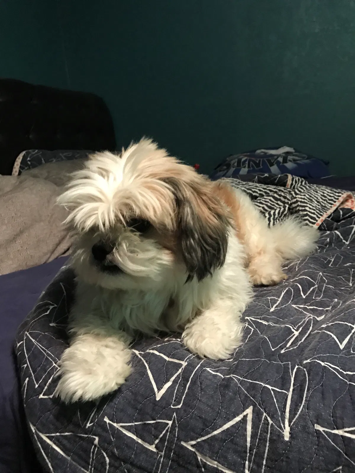 Lost dog in Laredo, TX, 78046
