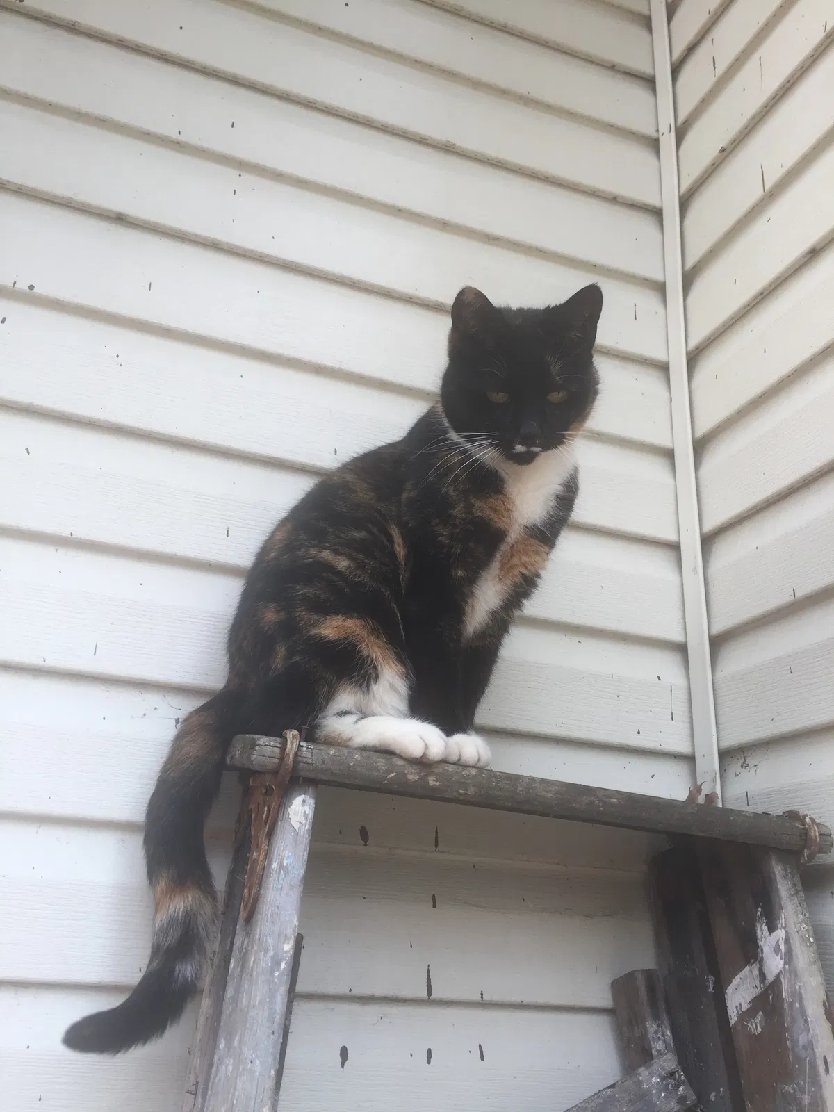 Lost cat in Bloomfield, NJ, 7003