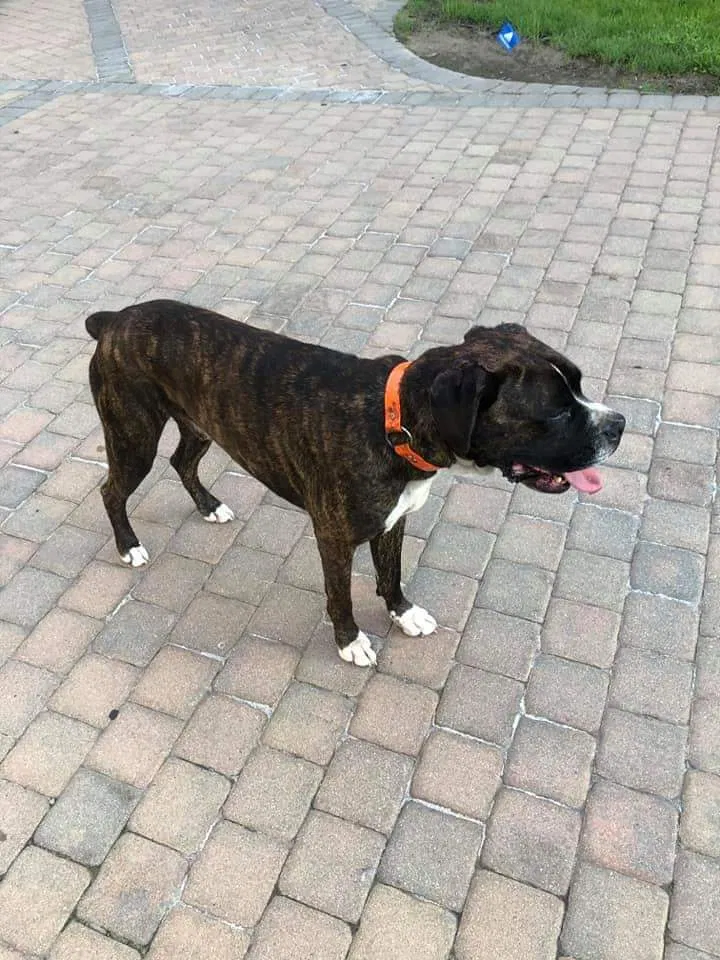 Lost dog in Terre Haute, IN, 47802